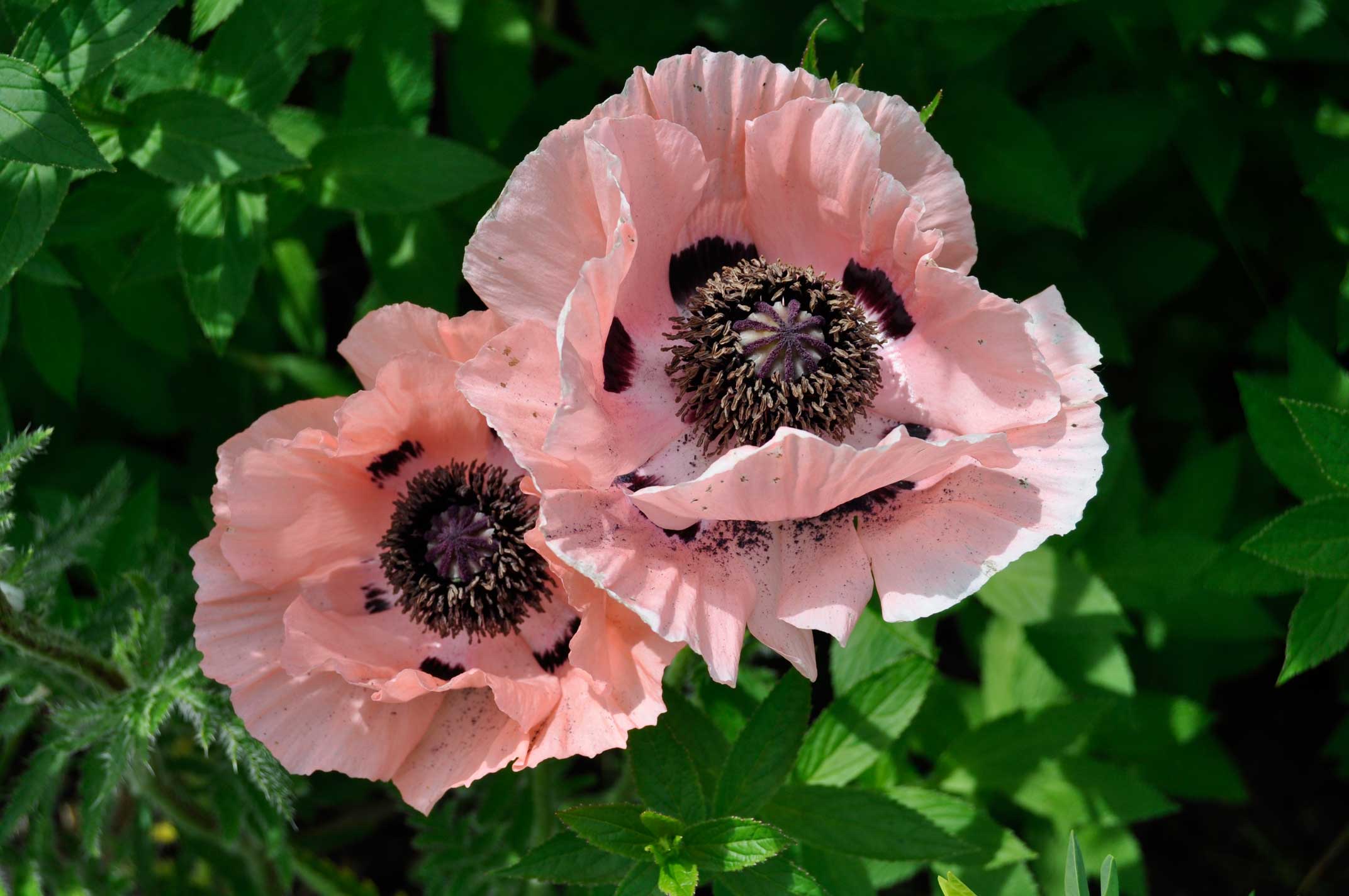 Papaver orientale 'Mrs. Perry'